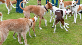 Podenco Ibicenco carattere allevamento prezzo