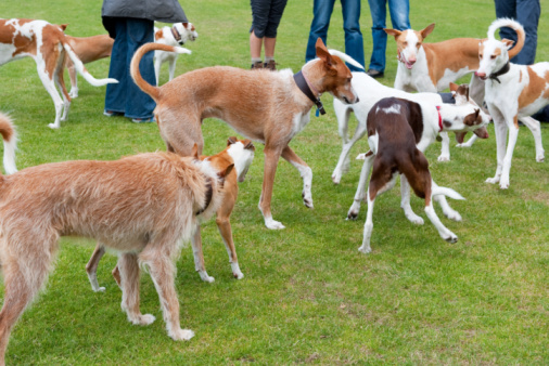 Podenco Ibicenco carattere allevamento prezzo