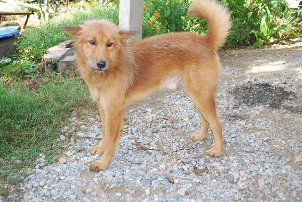 Cane salva bambina gettata discarica