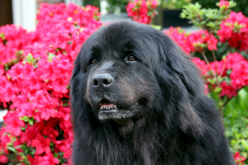 10 razze cane più grandi