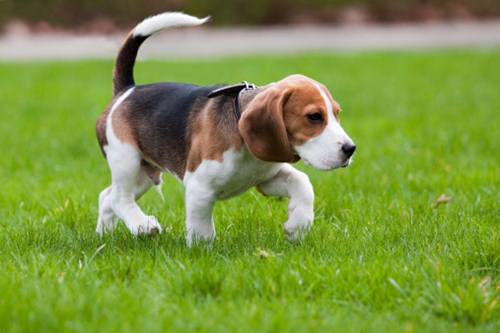 beagle di Green Hill 