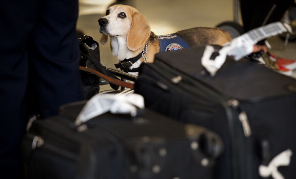 cane antistress aeroporto