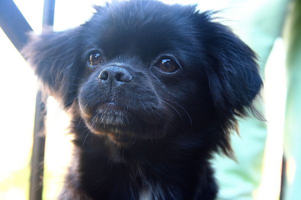 Cane Meticcio Veglia Proprietario Morto Da 15 Giorni Tutto Zampe