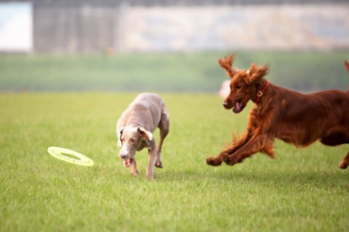 Porta bocconcini per cani