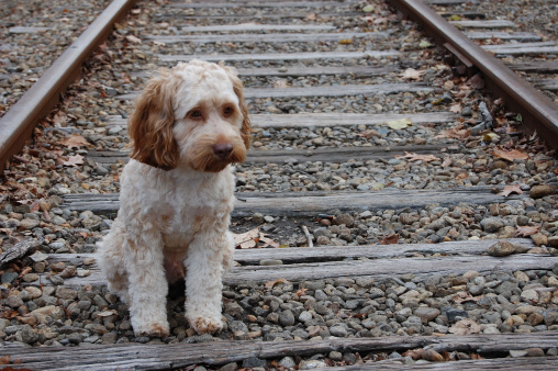 campagna contro abbandono cani