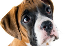 10 razze cane più giocherellone