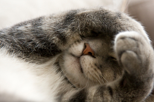 aiutare gatto vincere paura rumori forti