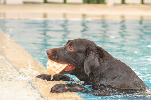 cane vacanza sicurezza acqua