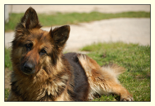 cani di grossa taglia