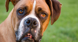 Boxer caratteristiche alimentazione allevamento