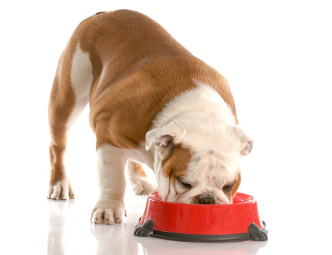 Bulldog inglese alimentazione