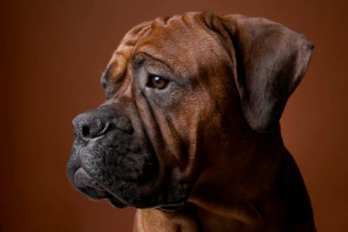 Cane Boxer aiuta bambina non cadere VIDEO