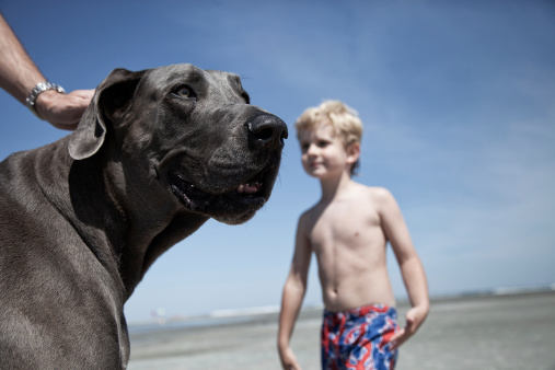 video cani in spiaggia