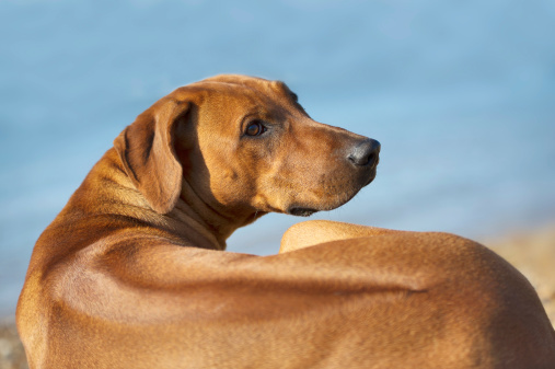 Proprietario insultato bagnanti cane