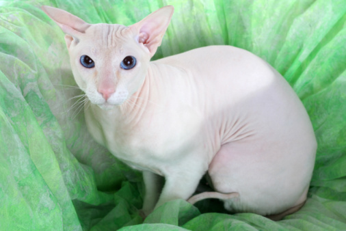 Gatto Peterbald carattere allevamento