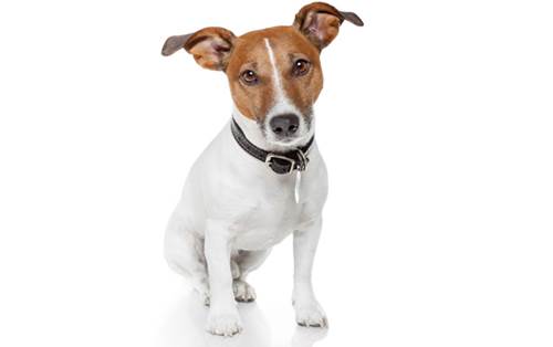 Jack Russell Terrier carattere prezzo allevamento