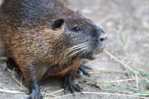 nutria domestica famosa Italia morta VIEDO