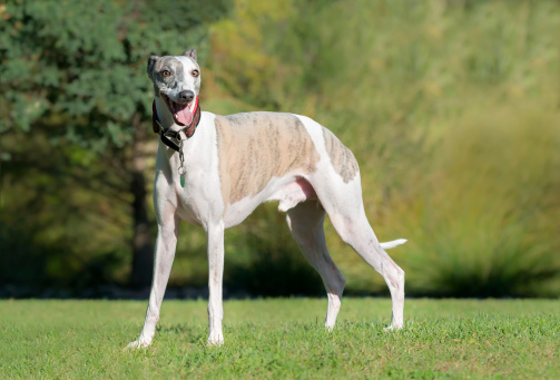Whippet carattere allevamenti