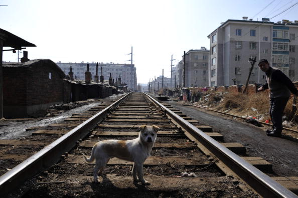 cane abbandonato primo soccorso