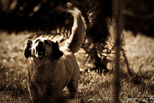 cane aggressivo carattere dominante capobranco