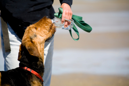 ciotole per cani