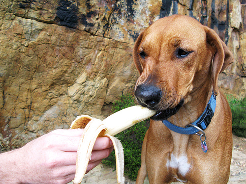 merenda del cane