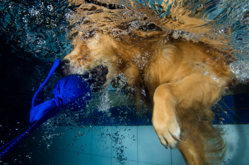 scuola nuoto cani video consigli