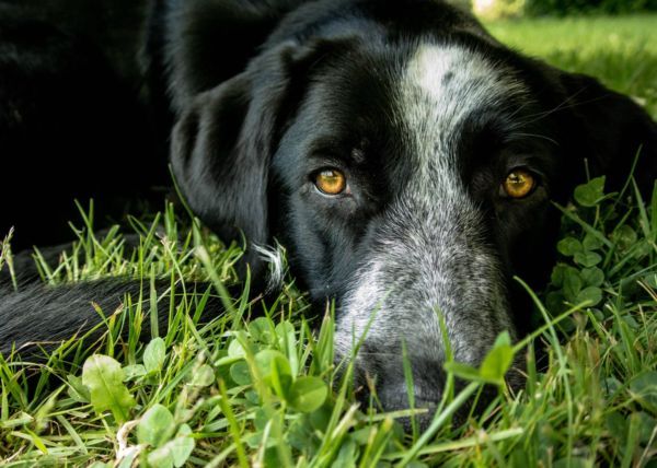 come aiutare cane partorire travaglio