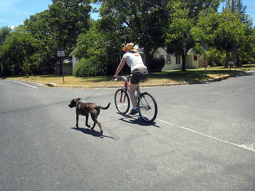 Esercizi per il cane con la bicicletta