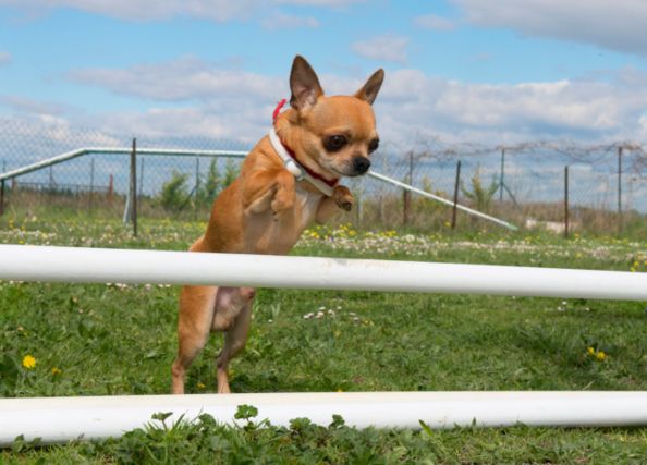 chihuahua campione salto in alto video