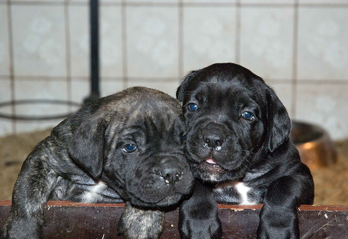 video cuccioli cane corso