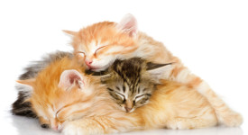 video cuccioli dolcissimi relax