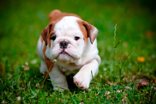 video cuccioli cane bulldog inglese