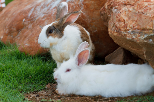 vaccino unico per conigli