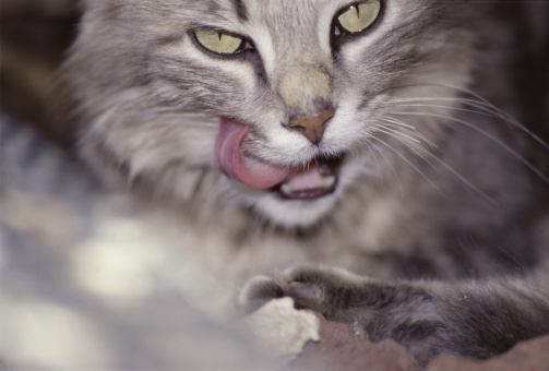 gatti e la buona cucina