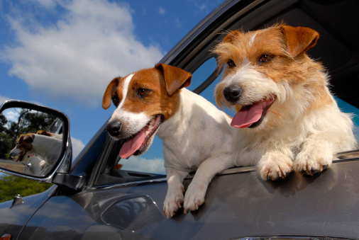 Coprisedili da auto per cani