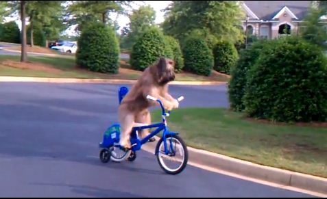 Norman cane bici monopattino skateboard