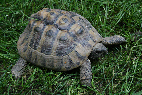 lavare il carapace della tartaruga