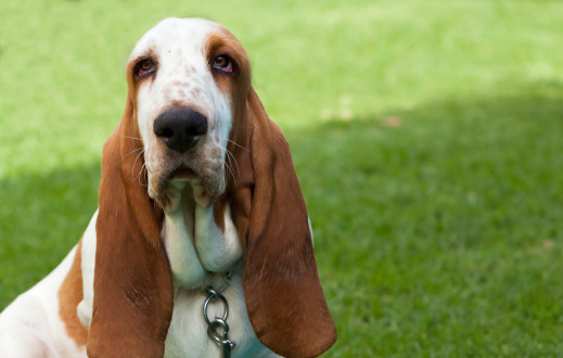 Basset Hound ascolta solo Bob Dylan VIDEO