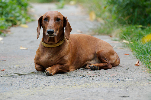 morte degli animali domestici