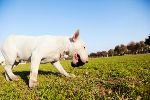 Bull Terrier Prezzo E Allevamento Tutto Zampe