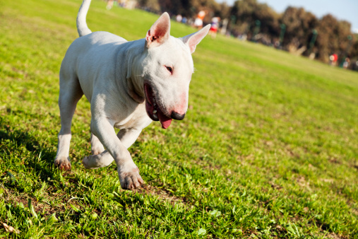 Bull terrier carattere comportamento