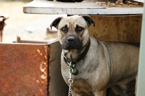 Stop alla sperimentazione animale divieto diventa legge