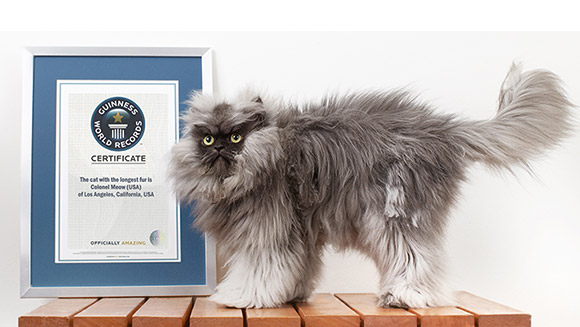 colonel meow gatto pelo più lungo al mondo