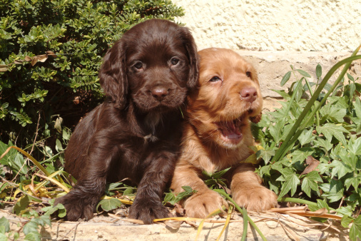 noduli bozzi cisti avvallamento sottopelle cane