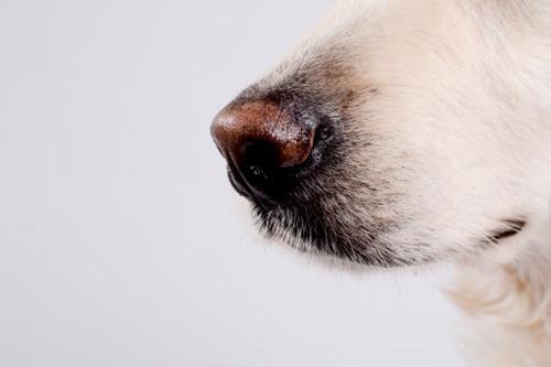 Cani rilevatori glicemia pazienti diabetici