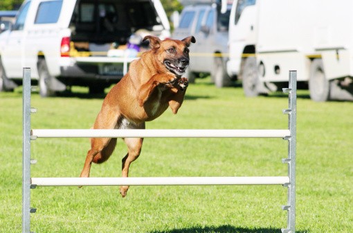 Pet Festival