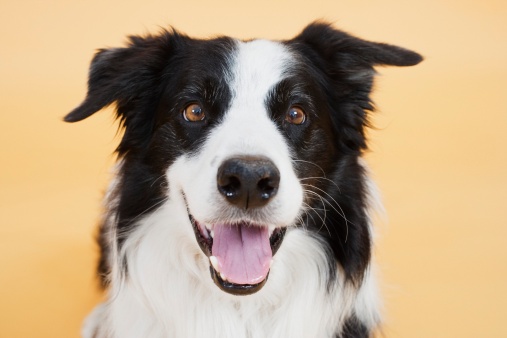 video border collie speciale