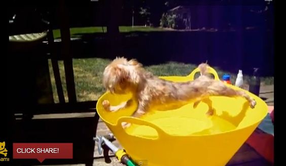 video cagnolino che non vuole fare il bagno