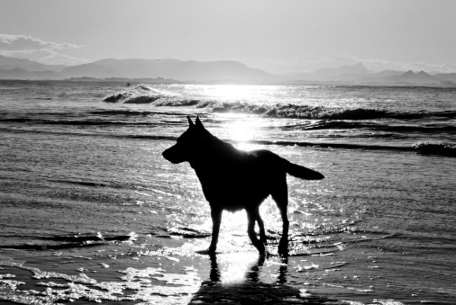 Cani multati in spiaggia